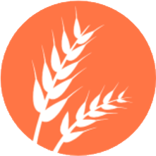 Gluten